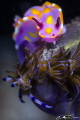   Ceratosoma amoenum Sweet Pteraeolidia ianthina Blue Dragon sharing delicous Acisidian meal  